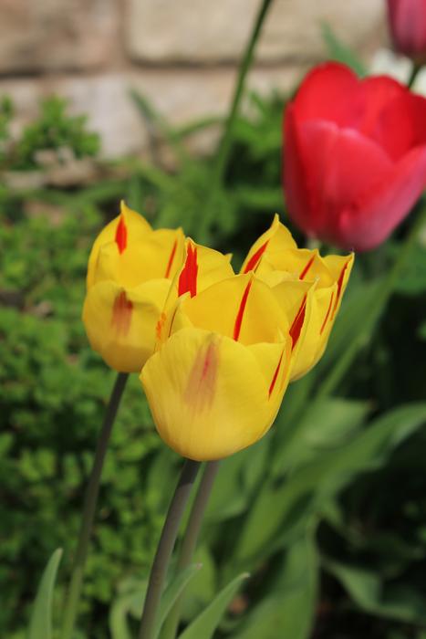 Tulip Flower Floral