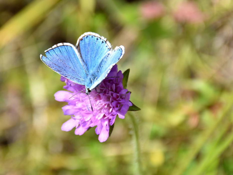 Butterfly Flower Insect