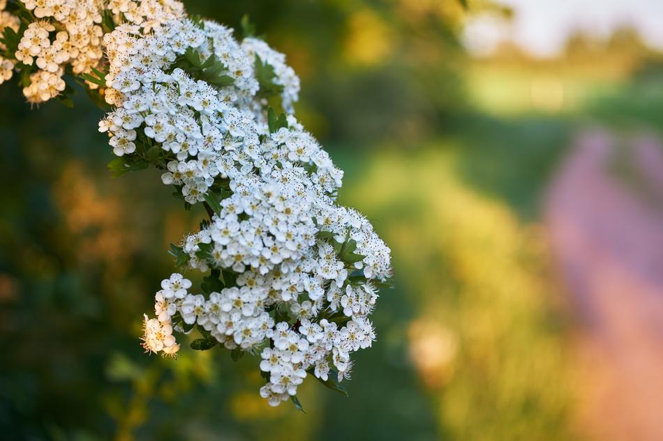 Flower Nature Plant