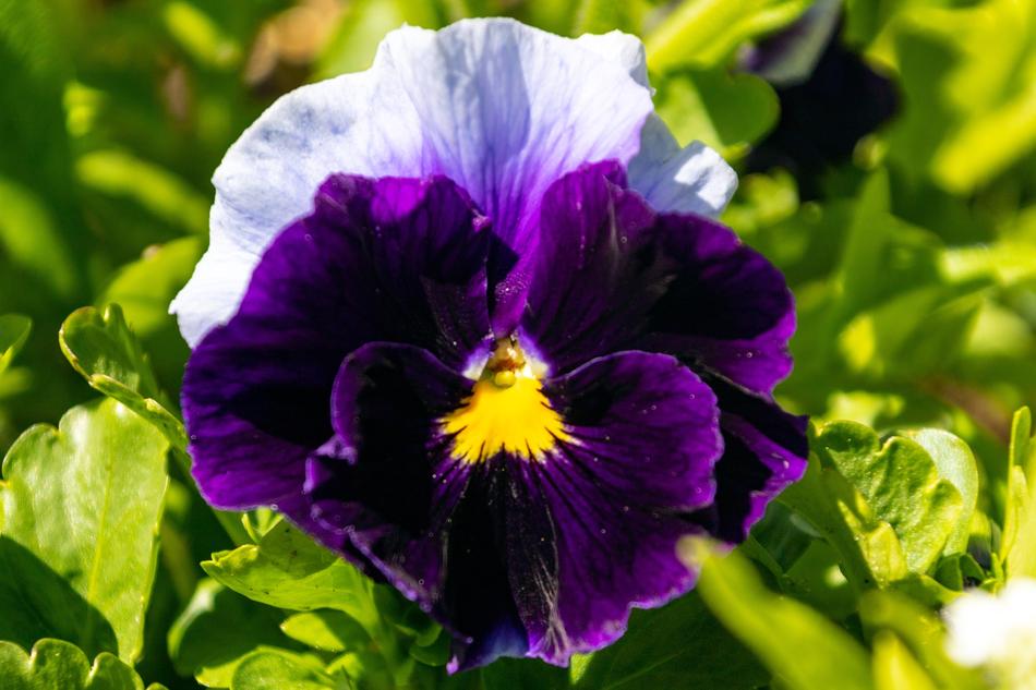 Flower Plant Have