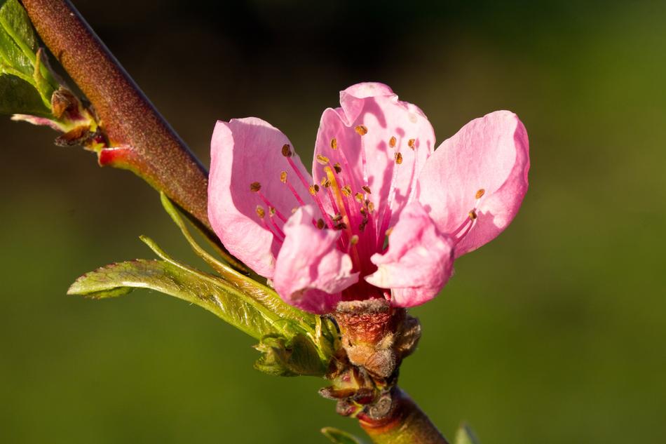 Flower Nature Plant
