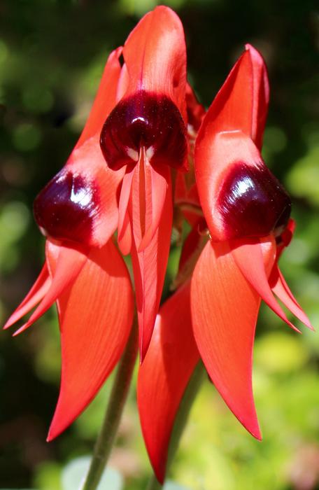 red flowers with berries look