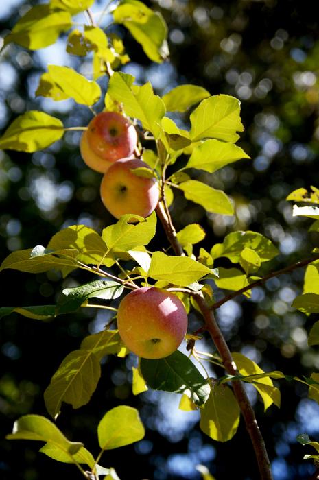 apples look beautiful leaves