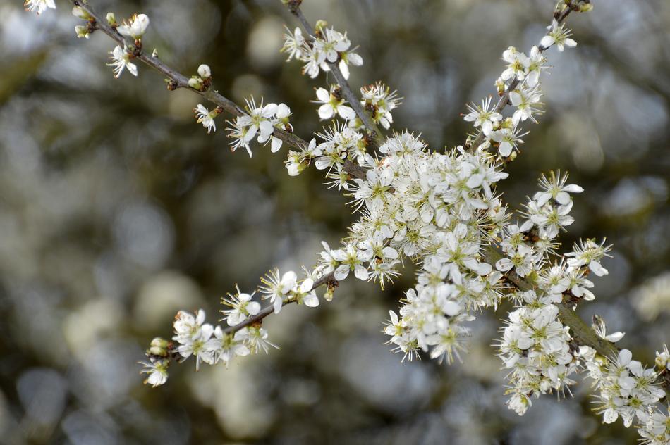 Flower Nature Plant