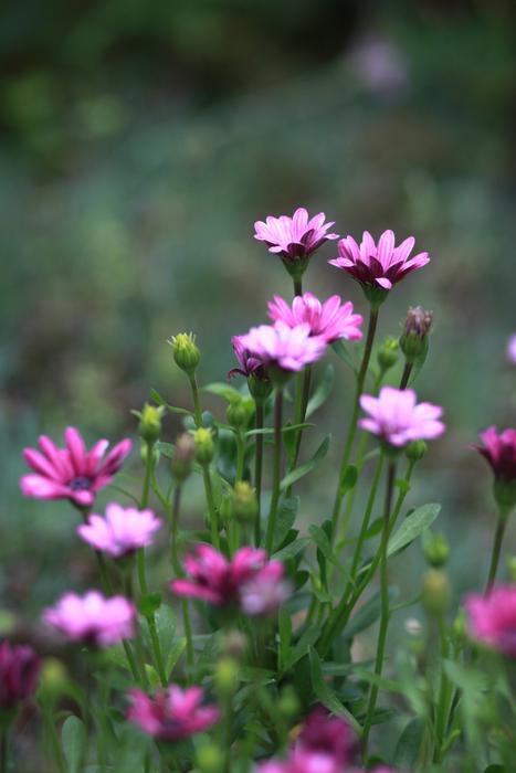 Flowers Nature Plants