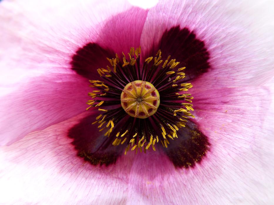 Poppy White Drunk Papaver