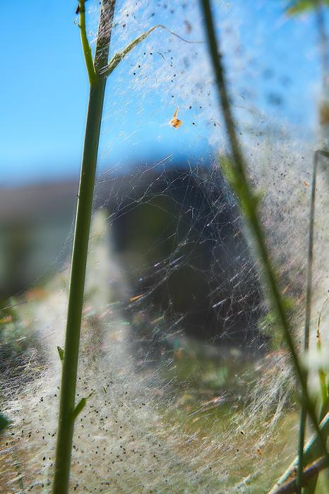 Ermine Bud Moth Track