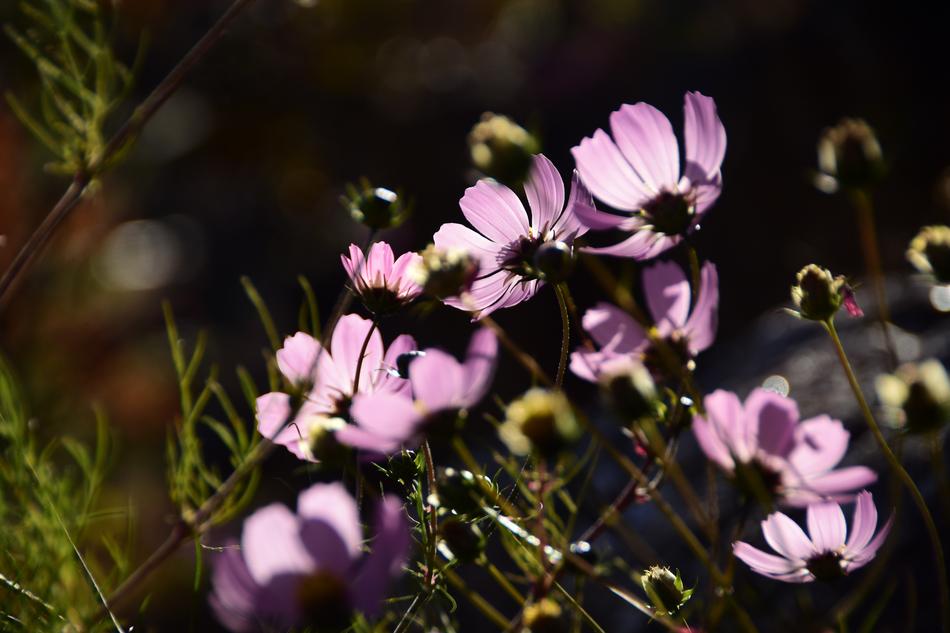Flowers Nature Plants