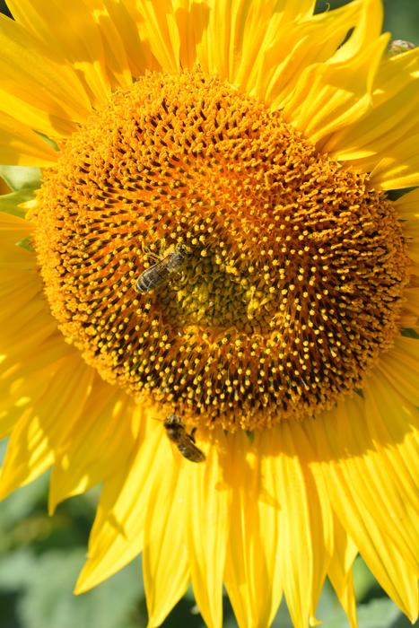 Sunflower Plant Nature