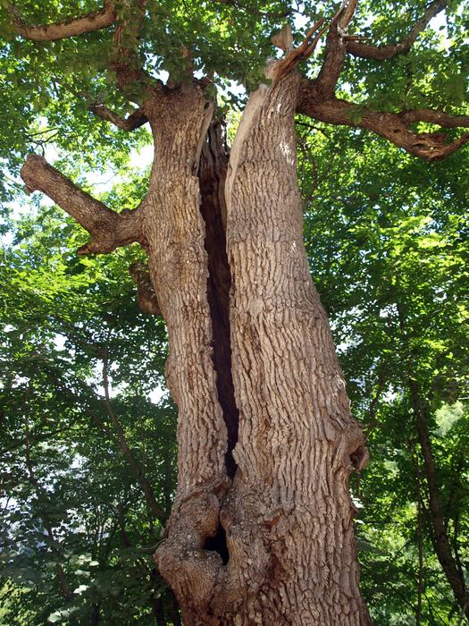 Tree Trunk Nature