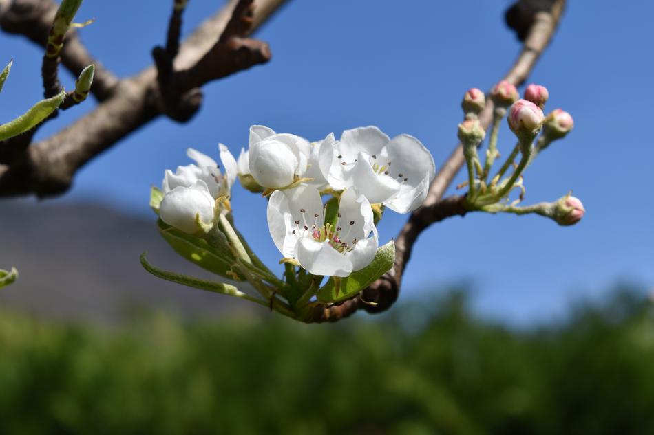 However Flower Pera