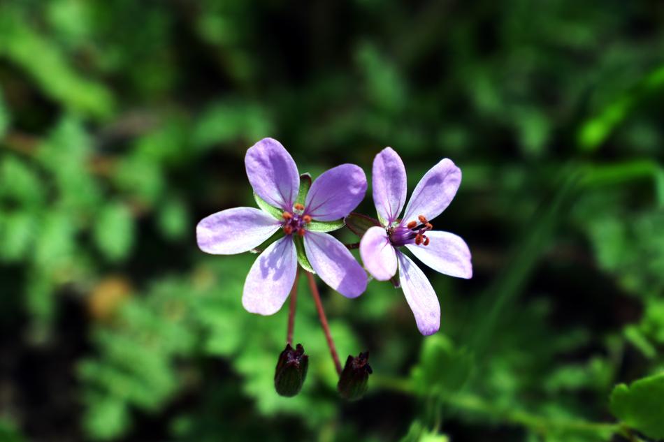 Nature Plant Flower