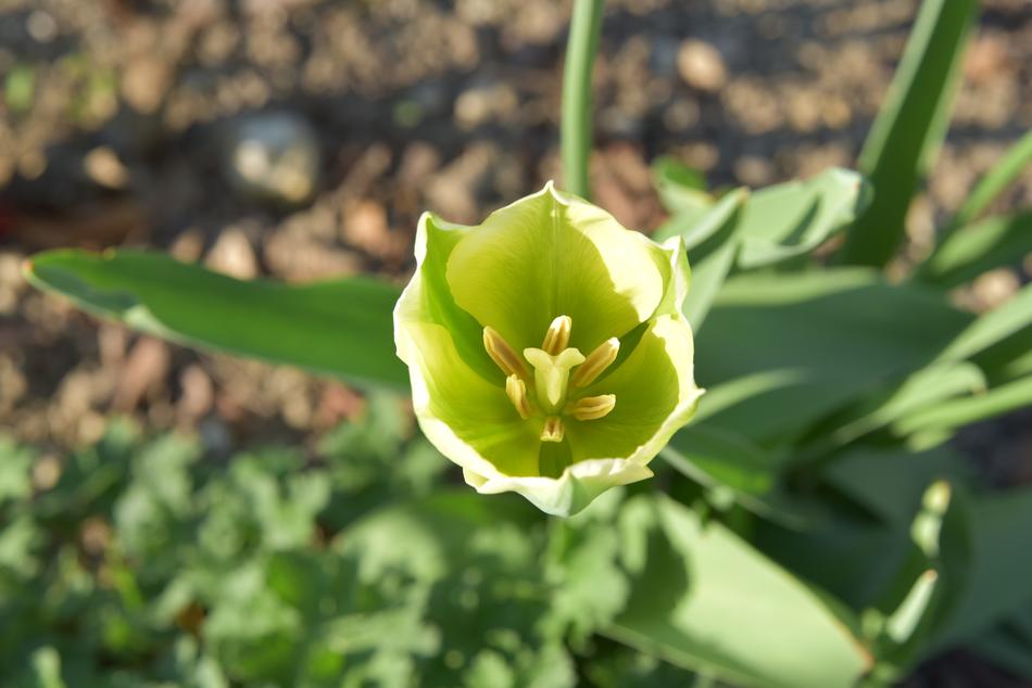 Green Tulip