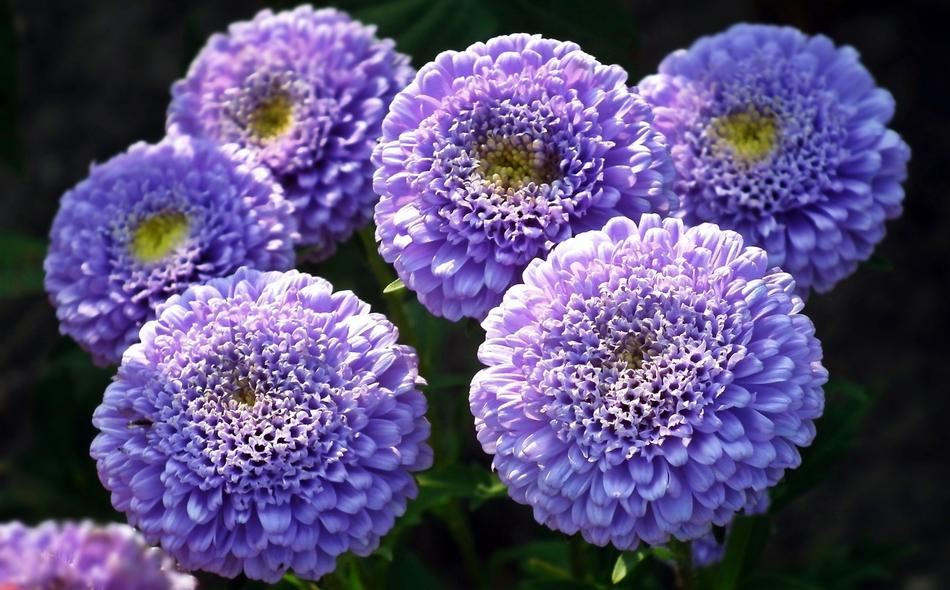 Flowers Astra Blue