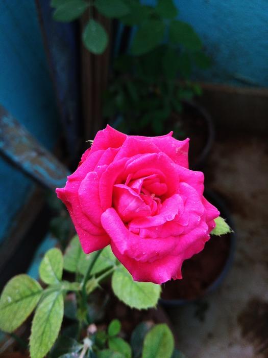 Flower Rose Pink