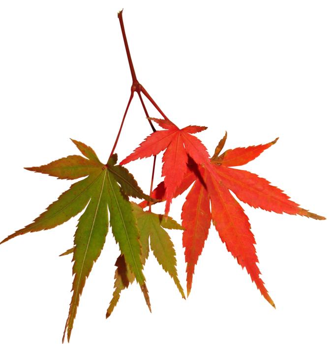 Leaves Autumn Fall