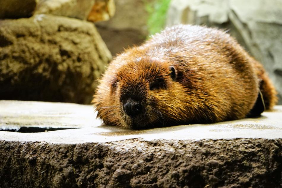 beaver lying on a rock