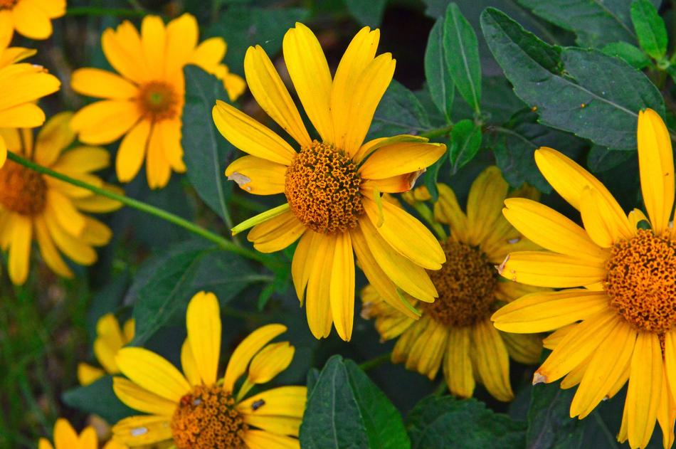 Yellow Flower Flowers