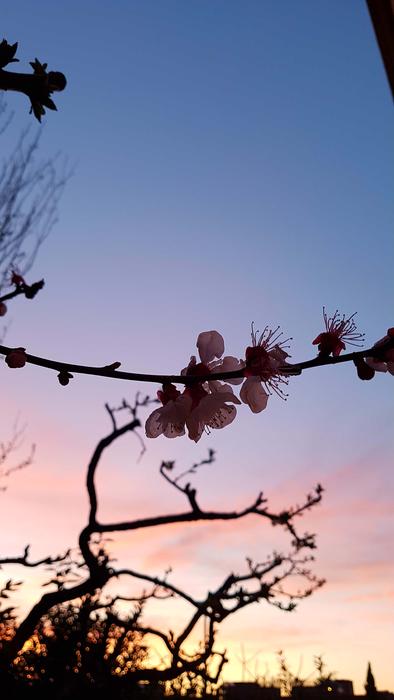 a branch with flowers in the clouds