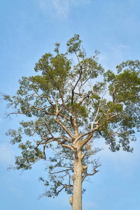 Nature Tree No One