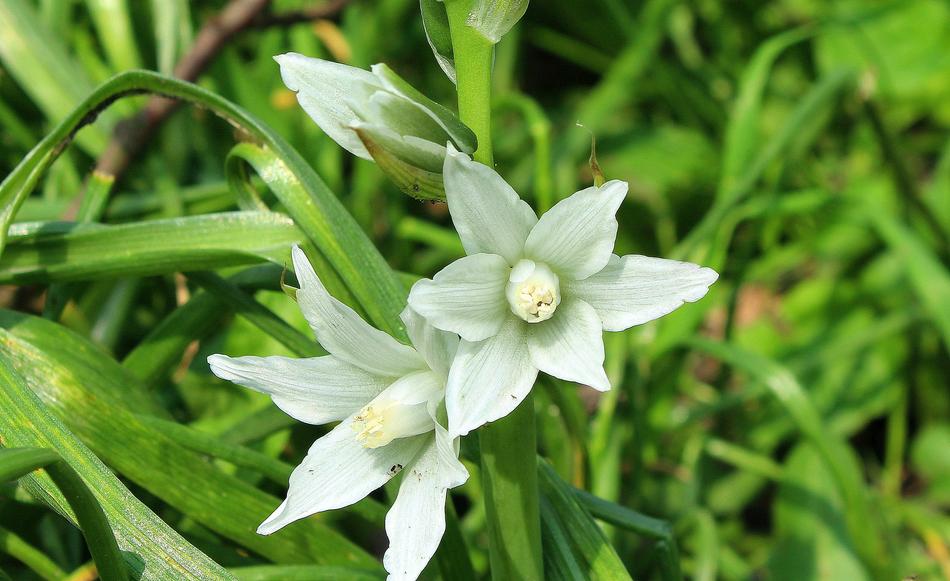 Spring April White Flowers
