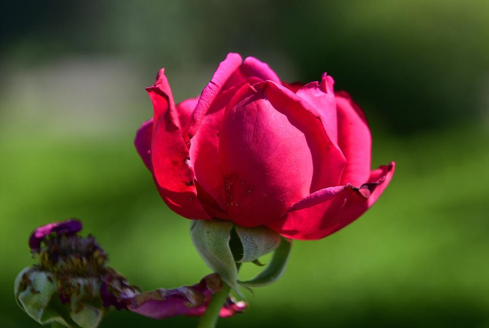 Flower Garden Petals