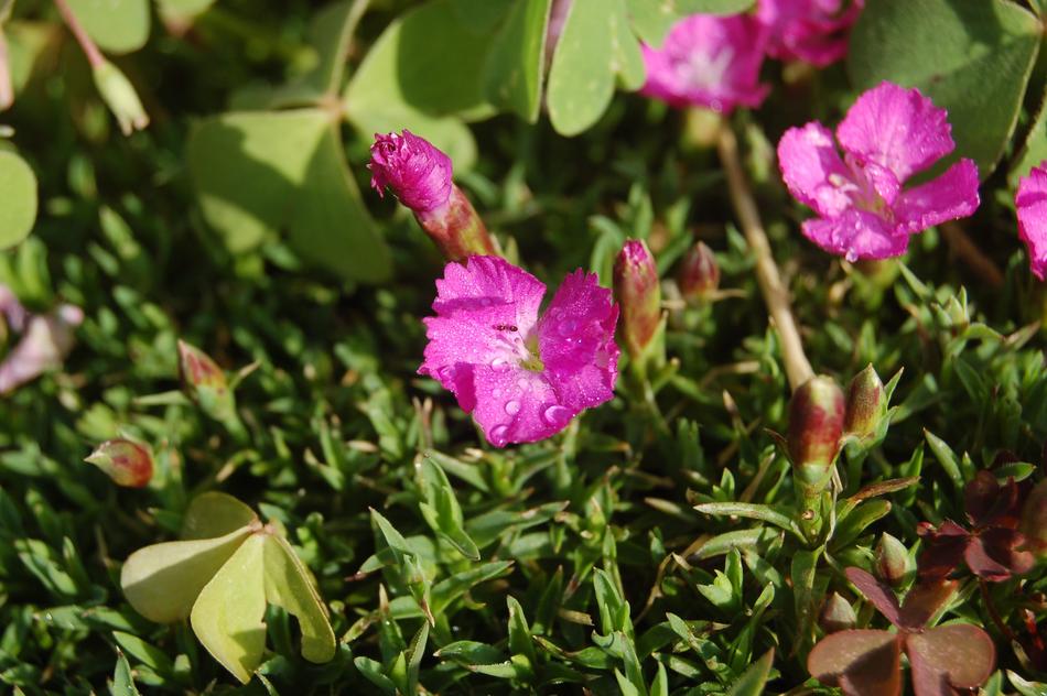 Flower Nature