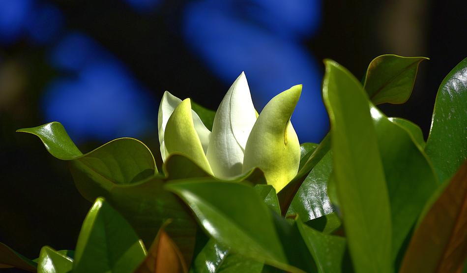 green leaves in the garden view