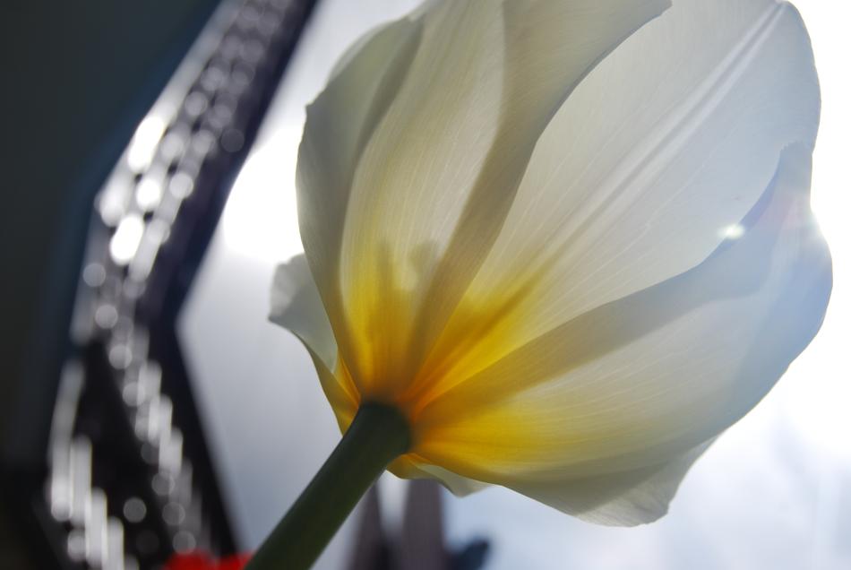 Nature Flower Tulip