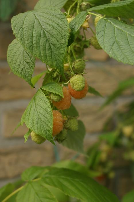 Leaf Nature Food
