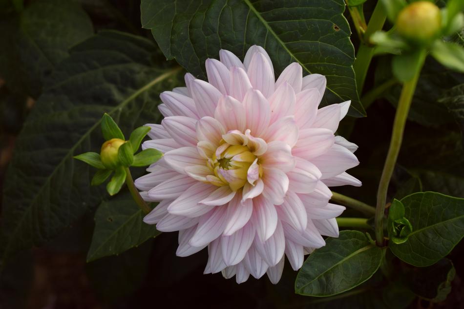 Flower Nature Plant