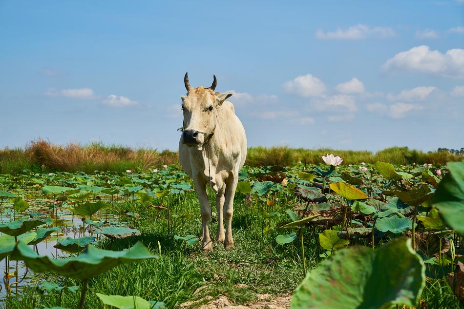 Cow Ox Nature