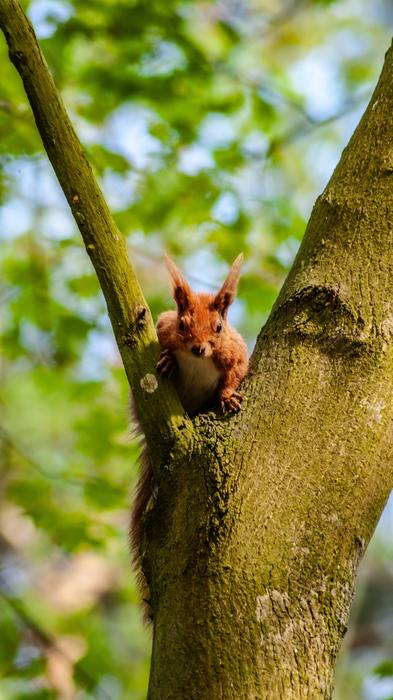 The Squirrel Tree Nature