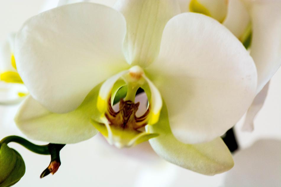 Flower Nature Petal
