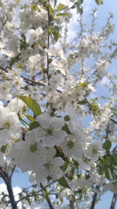 Tree Branch Flower