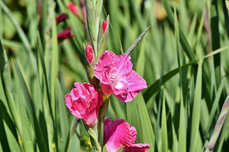 Gladiolus Gladidus Butterfly