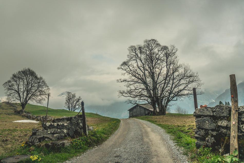 Tree Grass Landscape