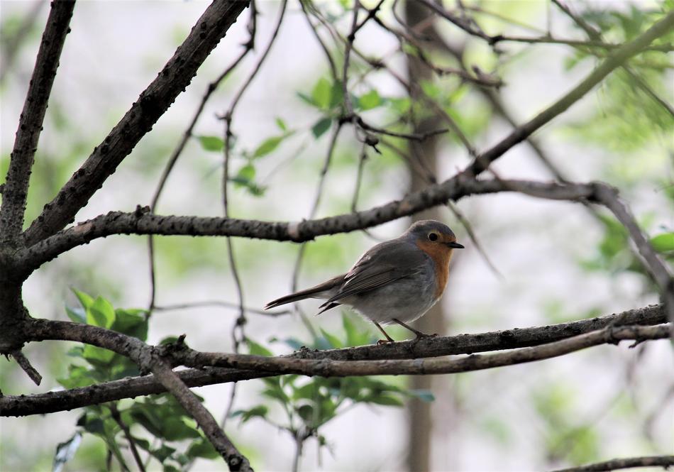 Nature Tree Bird Animal
