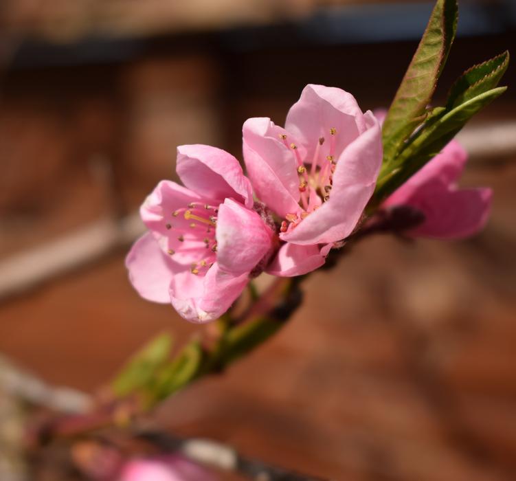 Flower Nature Plant