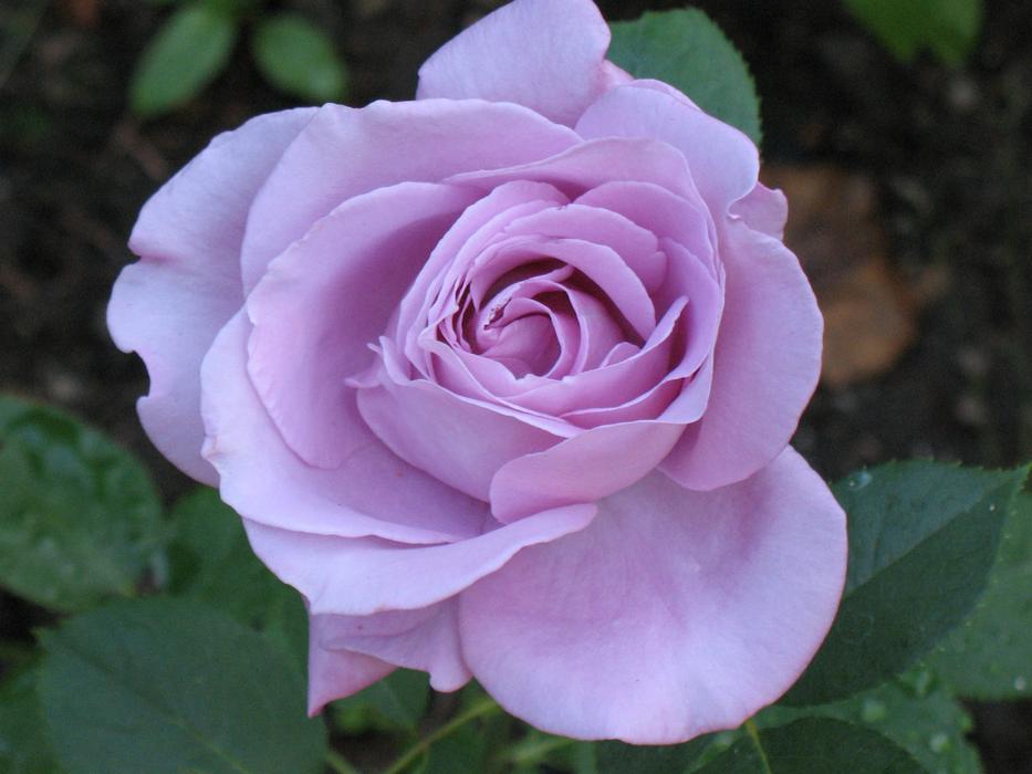 Rose Blossom Bloom