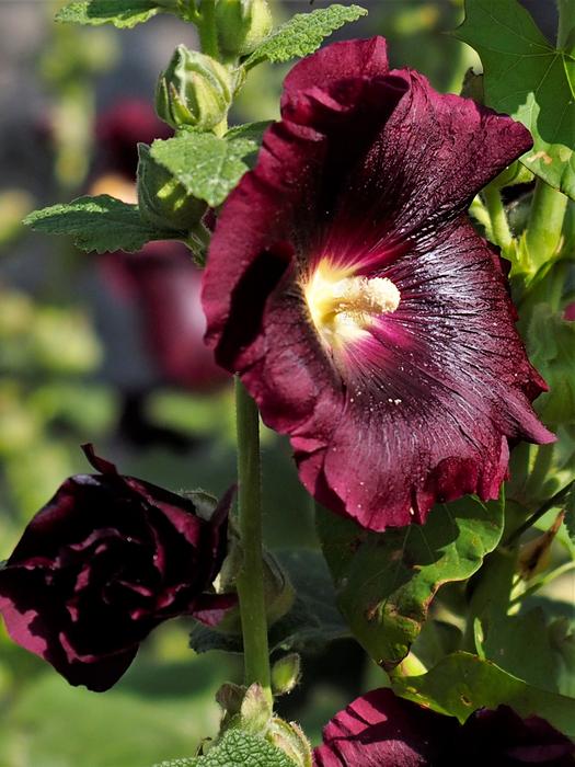 Flower Plant Nature