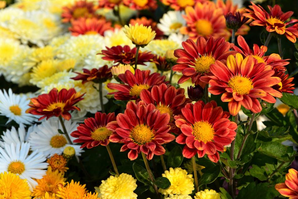 a beautiful bouquet of flowers