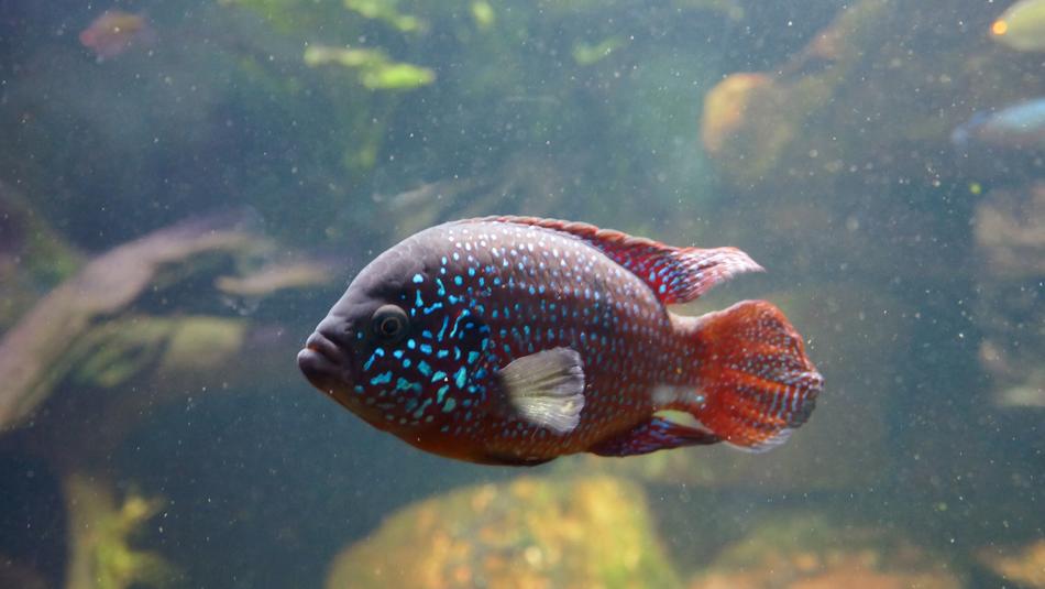 Underwater Fish Waters