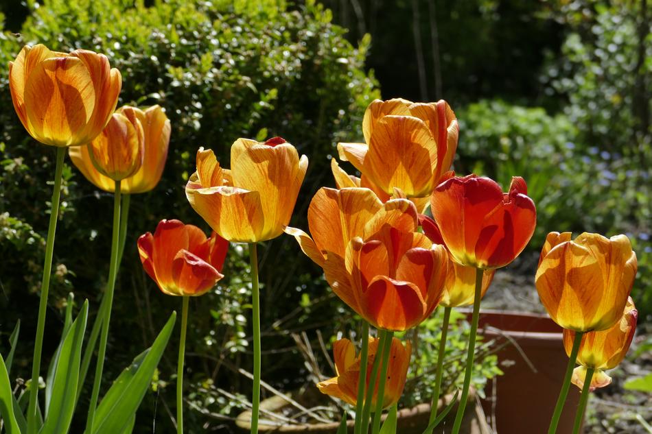 Tulips Flowers Orange