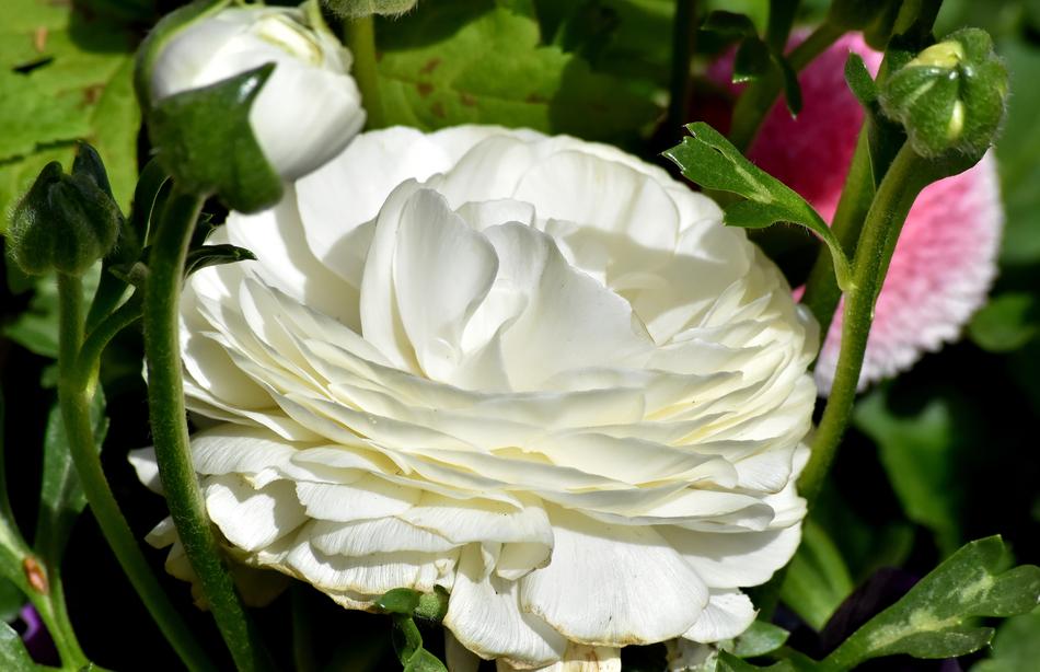 white big flower is beautiful