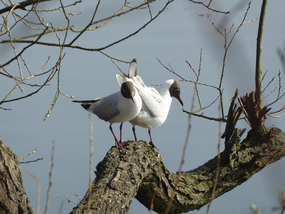 Birds Nature Animals