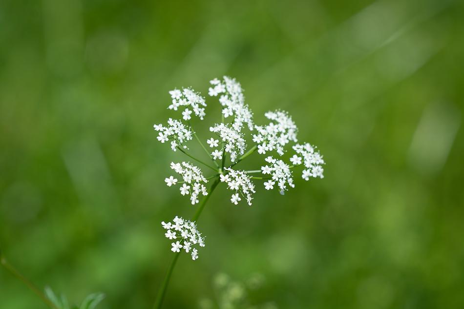 Plant Flowers White Small