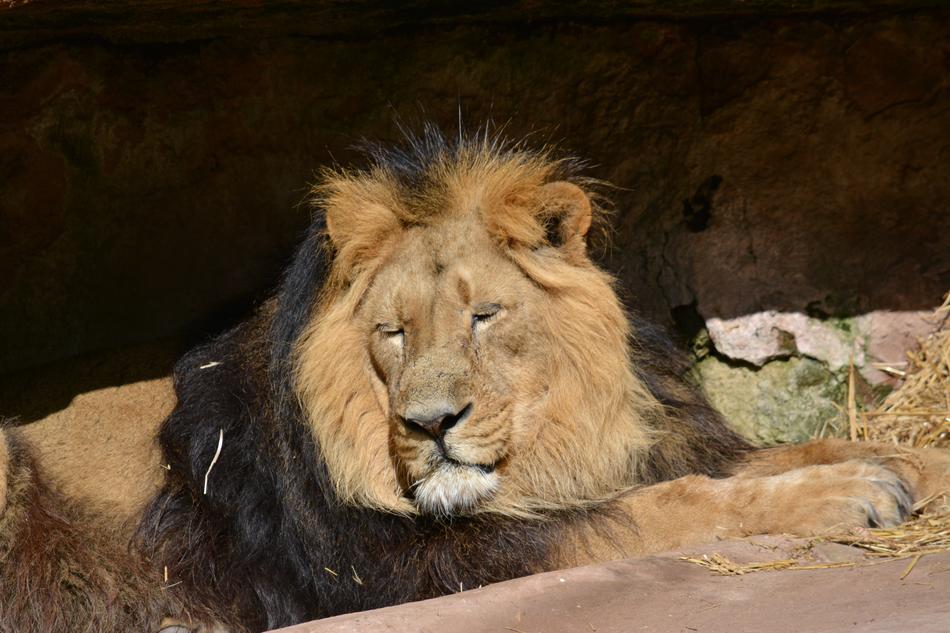 sad old lion rests on ground in zoo