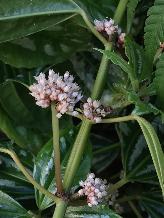 Small Flowers White Petals Flower
