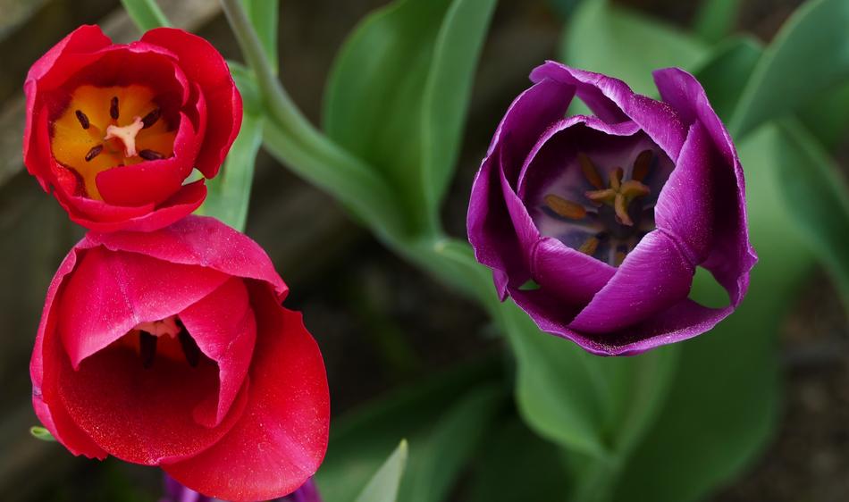 Nature Garden Flowers